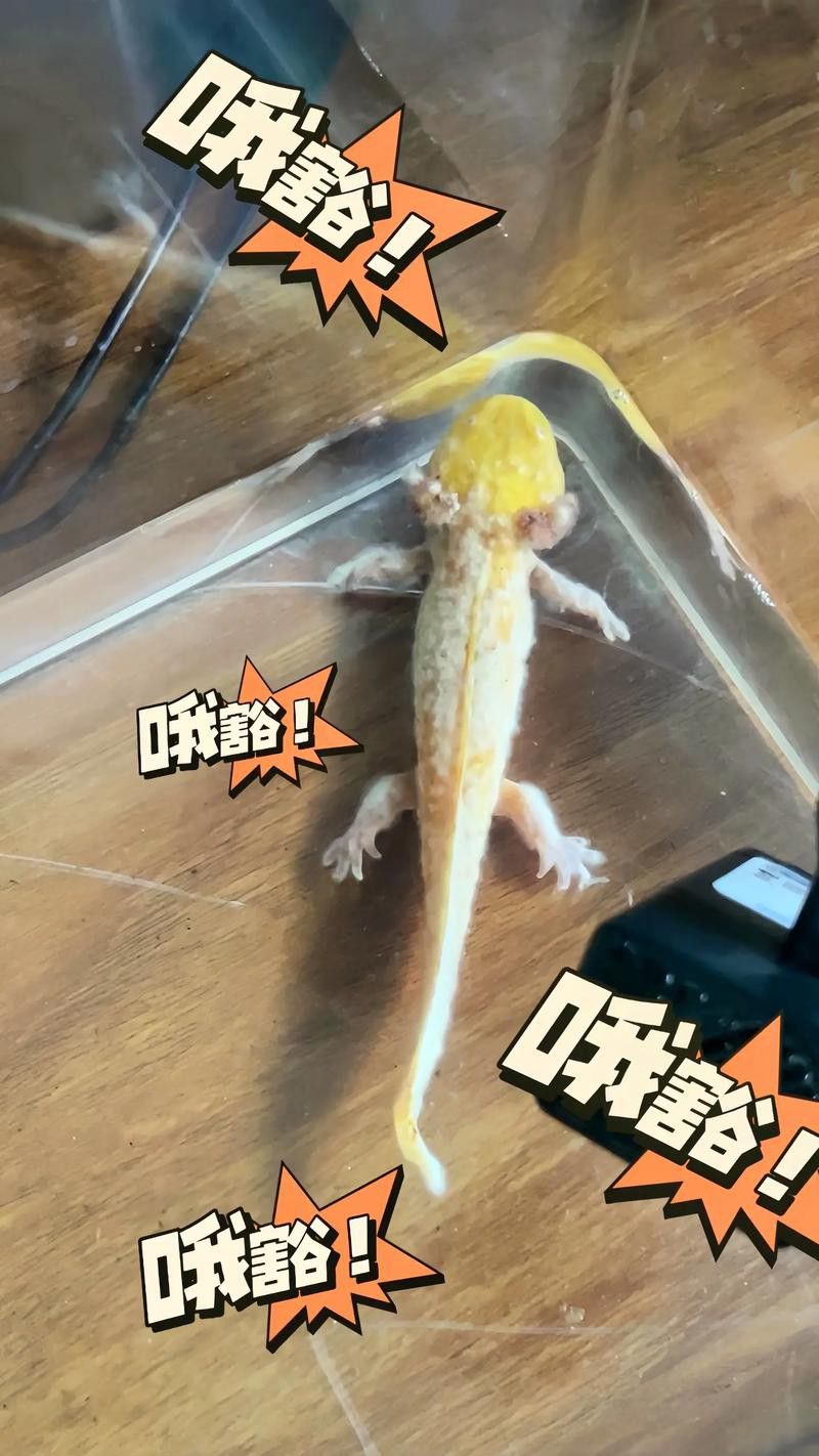 六角龍魚腿爛了怎么辦圖片 龍魚百科 第17張 六角龍魚腿爛了怎么辦圖片 六角龍魚腿爛了怎么辦圖片 龍魚百科 第17張