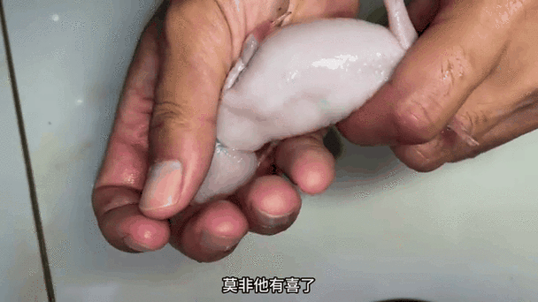 六角龍魚腿爛了怎么辦圖片 龍魚百科 第15張 六角龍魚腿爛了怎么辦圖片 六角龍魚腿爛了怎么辦圖片 龍魚百科 第15張