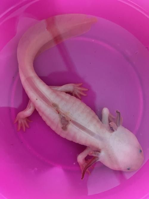 六角龍魚腿爛了怎么辦圖片 龍魚百科 第18張 六角龍魚腿爛了怎么辦圖片 六角龍魚腿爛了怎么辦圖片 龍魚百科 第18張