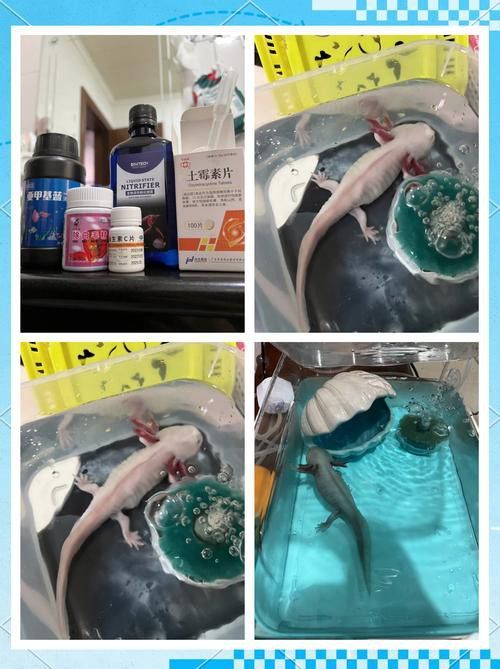 六角龍魚腿爛了怎么辦圖片 龍魚百科 第20張 六角龍魚腿爛了怎么辦圖片 六角龍魚腿爛了怎么辦圖片 龍魚百科 第20張