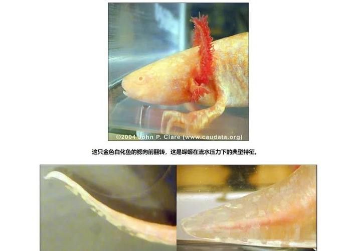 六角龍魚腿爛了怎么辦圖片 六角龍魚腿爛了怎么辦圖片 龍魚百科 第27張