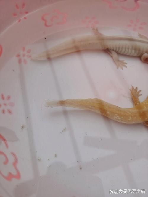 六角龍魚腿爛了怎么辦圖片 龍魚百科 第25張 六角龍魚腿爛了怎么辦圖片 六角龍魚腿爛了怎么辦圖片 龍魚百科 第25張