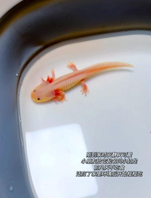 六角龍魚腿爛了怎么辦圖片 龍魚百科 第33張 六角龍魚腿爛了怎么辦圖片 六角龍魚腿爛了怎么辦圖片 龍魚百科 第33張