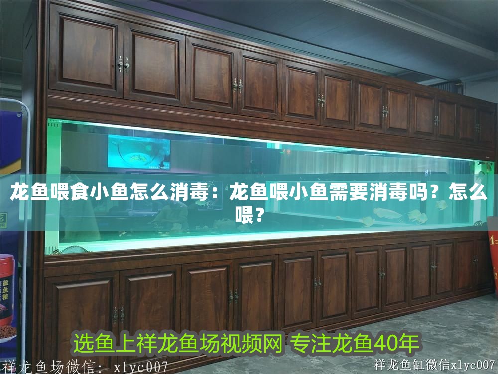 龍魚喂食小魚怎么消毒：龍魚喂小魚需要消毒嗎？怎么喂？