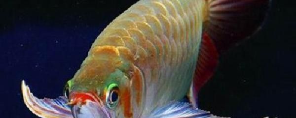 養龍魚要多深的缸：養龍魚的缸深度一般是多少？