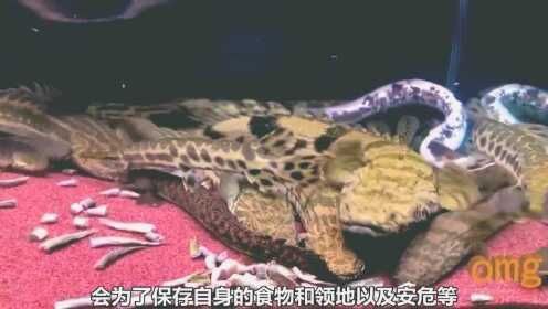 恐龍王魚(yú)品種大全