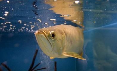 龍魚白眼是怎么引起的：龍魚白眼怎么辦