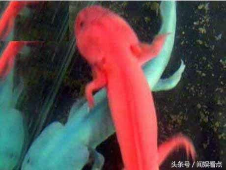 龍魚白眼是怎么引起的：龍魚白眼怎么辦