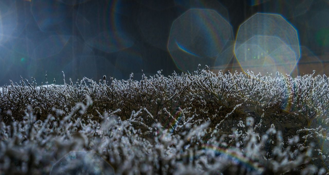 魚(yú)缸光太強(qiáng)有什么影響（魚(yú)缸陽(yáng)光太強(qiáng)怎么辦）