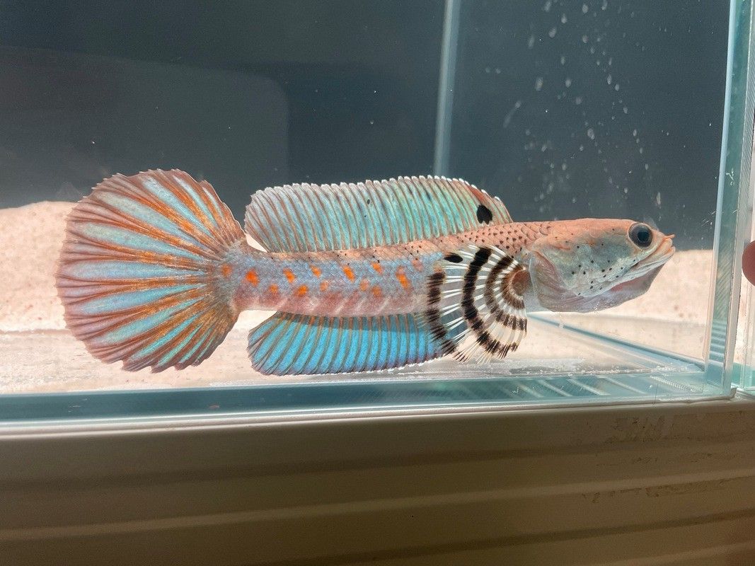 紅寶石雷龍魚圖片大全大圖欣賞
