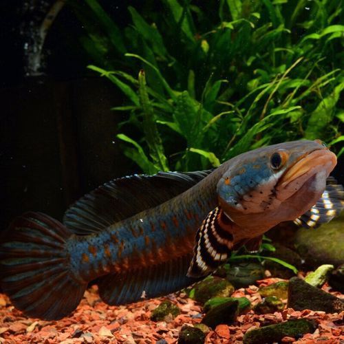 紅寶石雷龍魚圖片大全大圖欣賞
