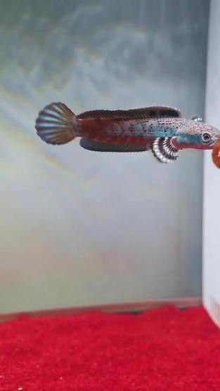 紅寶石雷龍魚圖片大全大圖欣賞