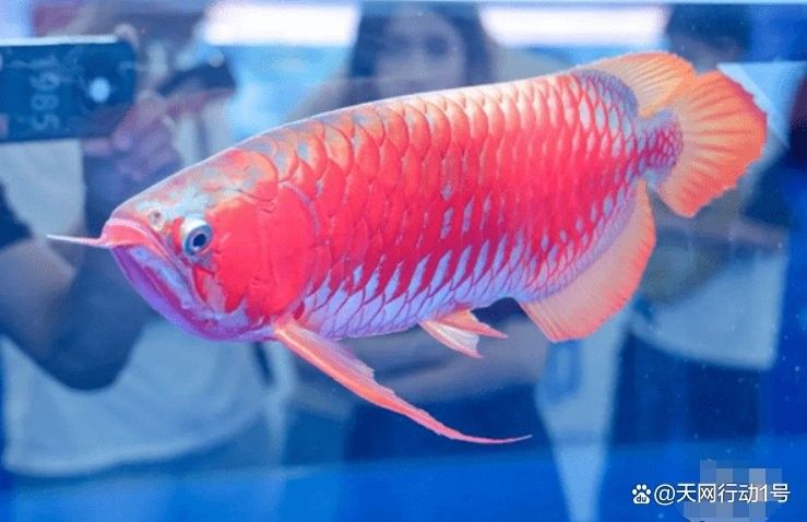頂級(jí)龍魚價(jià)格多少