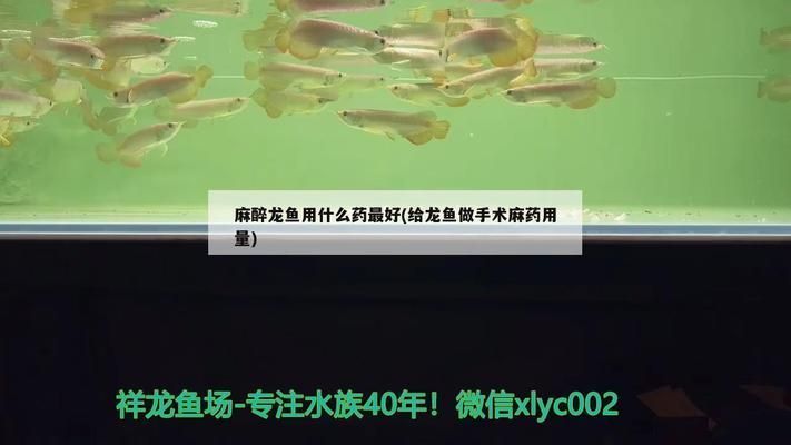 給龍魚做手術(shù)麻藥用量大嗎：龍魚手術(shù)麻藥用量如何監(jiān)控 給龍魚做手術(shù)麻藥用量大嗎：龍魚手術(shù)麻藥用量如何監(jiān)控 龍魚百科 第8張