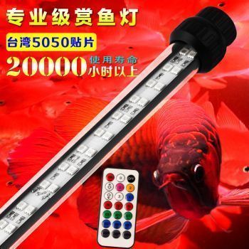 金龍魚60公分的大概多少錢（金龍魚60公分大概多少錢60公分金龍魚價(jià)格信息） 金龍魚60公分的大概多少錢（金龍魚60公分大概多少錢60公分金龍魚價(jià)格信息） 龍魚百科 第3張