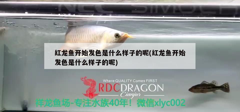 金龍魚和紅龍魚可以混養嗎：紅龍可以和金龍魚一起養嗎 金龍魚和紅龍魚可以混養嗎：紅龍可以和金龍魚一起養嗎 龍魚百科 第1張