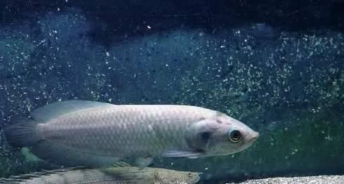 龍魚耐受的最高溫度(龍魚在短期內(nèi)可以承受的最高水溫不超過35度) 龍魚百科 第2張 龍魚耐受的最高溫度(龍魚在短期內(nèi)可以承受的最高水溫不超過35度) 龍魚耐受的最高溫度(龍魚在短期內(nèi)可以承受的最高水溫不超過35度) 龍魚百科 第2張