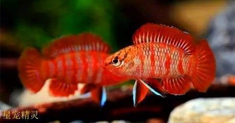 龍魚有沒(méi)有小型的（小型龍魚混養(yǎng)的注意事項(xiàng)）