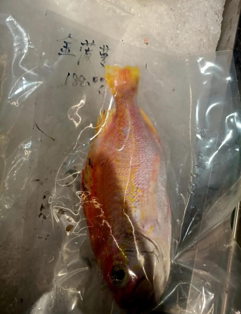金菠蘿魚多少錢一只 金菠蘿魚多少錢一只 龍魚百科 第4張