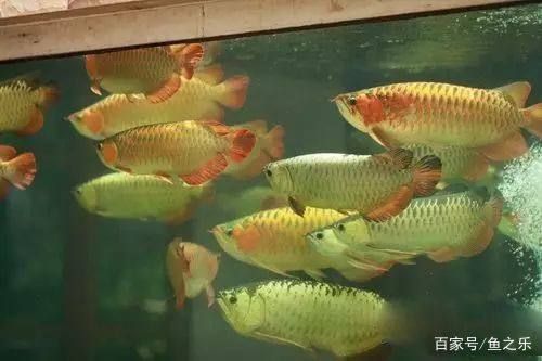 龍魚混養(yǎng)好嗎還是單養(yǎng)（如何判斷龍魚是否適合混養(yǎng)） 龍魚混養(yǎng)好嗎還是單養(yǎng)（如何判斷龍魚是否適合混養(yǎng)） 龍魚百科 第4張