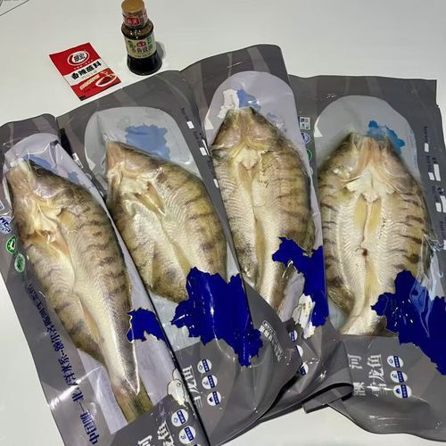 哪里可以買到正宗的雪龍魚？ 哪里可以買到正宗的雪龍魚？ 龍魚百科 第1張