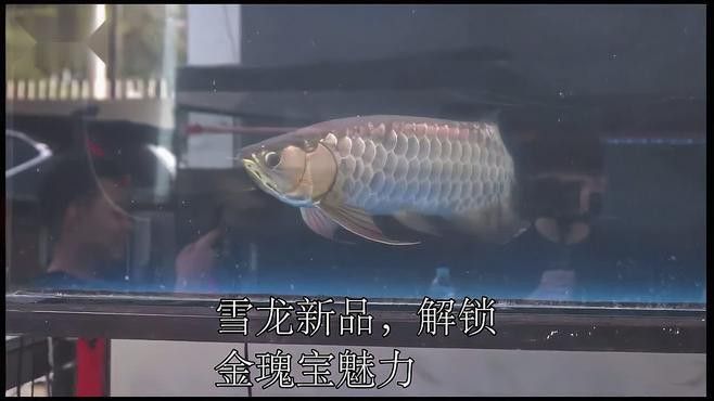 哪里可以買到正宗的雪龍魚？ 哪里可以買到正宗的雪龍魚？ 龍魚百科 第6張
