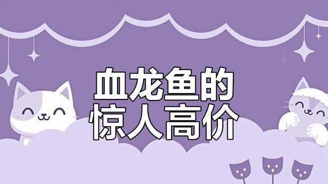 哪里可以買到正宗的雪龍魚？ 哪里可以買到正宗的雪龍魚？ 龍魚百科 第9張