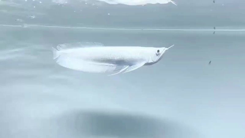 哪里可以買到正宗的雪龍魚？ 哪里可以買到正宗的雪龍魚？ 龍魚百科 第16張