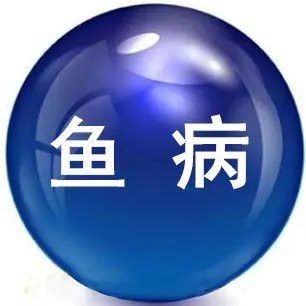 哪里可以買到正宗的雪龍魚？ 哪里可以買到正宗的雪龍魚？ 龍魚百科 第18張