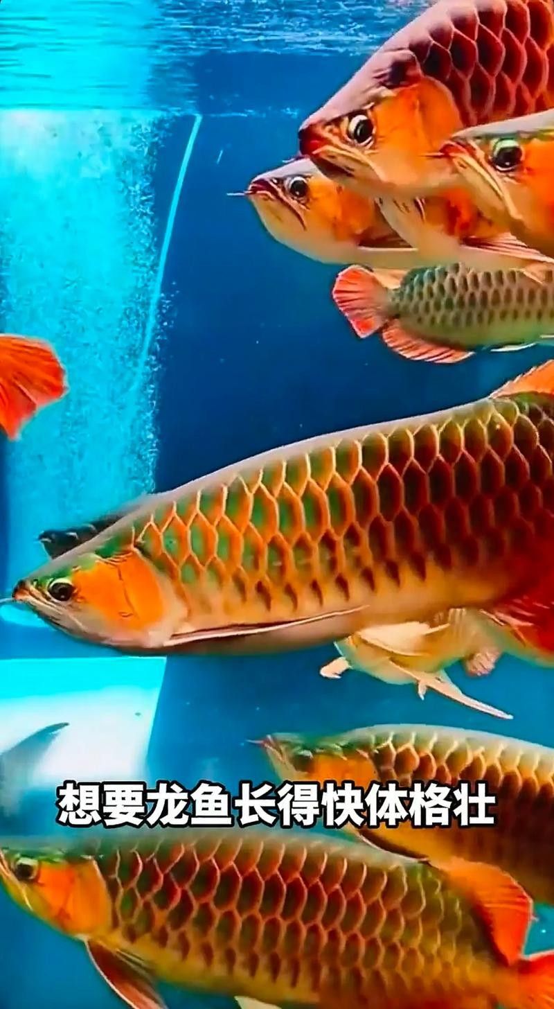 銀龍魚能吃海蝦嗎圖片 龍魚百科 第3張 銀龍魚能吃海蝦嗎圖片 銀龍魚能吃海蝦嗎圖片 龍魚百科 第3張