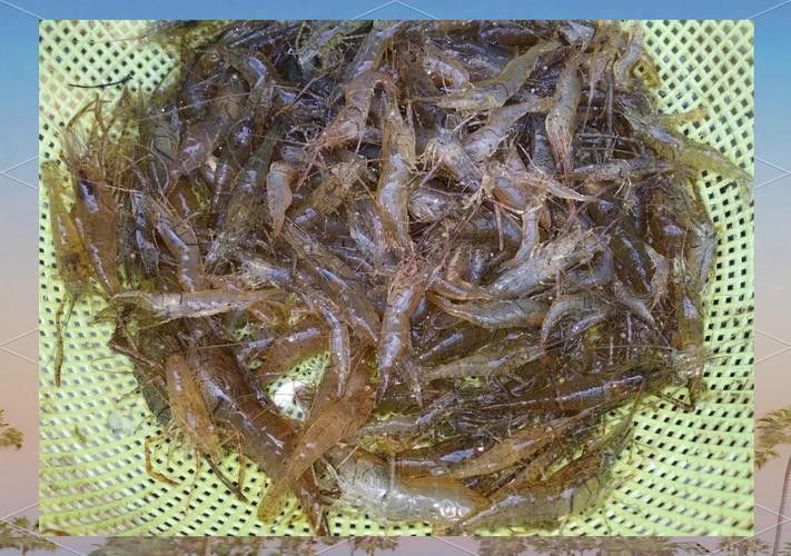 銀龍魚能吃海蝦嗎圖片 龍魚百科 第13張 銀龍魚能吃海蝦嗎圖片 銀龍魚能吃海蝦嗎圖片 龍魚百科 第13張