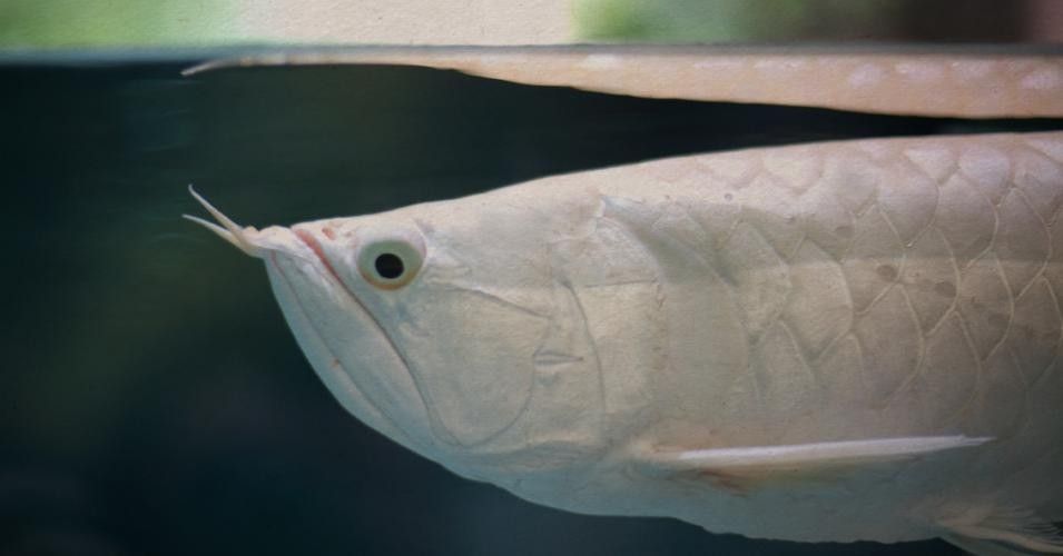 銀龍魚能吃海蝦嗎圖片 龍魚百科 第14張 銀龍魚能吃海蝦嗎圖片 銀龍魚能吃海蝦嗎圖片 龍魚百科 第14張