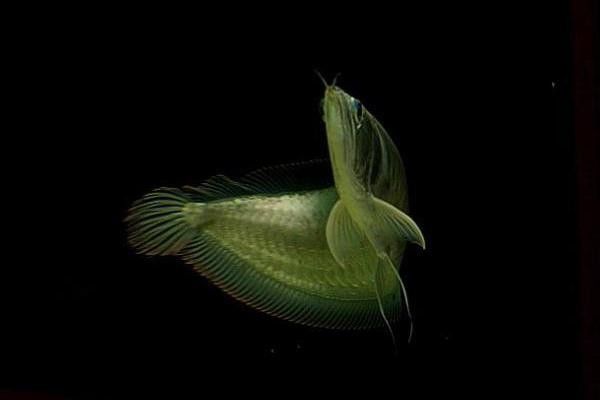 銀龍魚能吃海蝦嗎圖片 銀龍魚能吃海蝦嗎圖片 龍魚百科 第20張