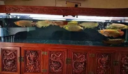 龍魚混養喂食問題解決：混養龍魚喂食注意事項