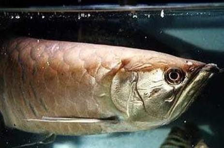 龍魚干蝦有營養(yǎng)嗎 龍魚尾巴長白疙瘩寄生蟲怎么治:龍魚尾巴上長出白疙瘩是怎么回事 龍魚百科 龍魚尾巴長白疙瘩寄生蟲怎么治:龍魚尾巴上長出白疙瘩是怎么回事 龍魚尾巴長白疙瘩寄生蟲怎么治:龍魚尾巴上長出白疙瘩是怎么回事 龍魚百科