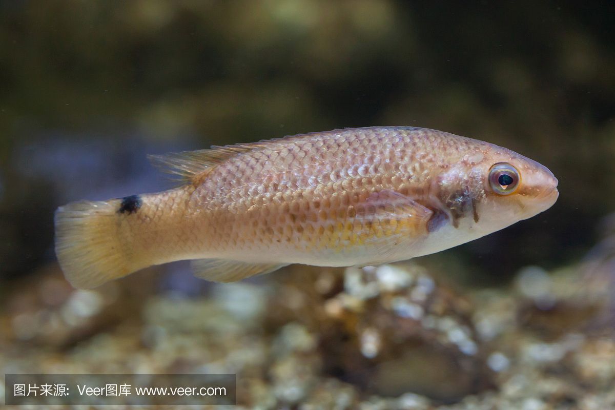 紅龍海水魚紅龍魚：紅龍魚是一種美麗的硬骨舌魚的紅色亞種，它們是非常原始的魚類