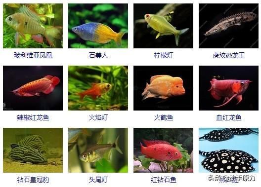 紅龍魚鉆石眼可以康復(fù)嗎（紅龍魚鉆石眼是怎么回事） 紅龍魚鉆石眼可以康復(fù)嗎（紅龍魚鉆石眼是怎么回事） 龍魚百科 第3張
