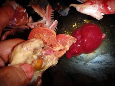 龍魚專用藥什么品牌好用：龍魚專用藥品牌選擇