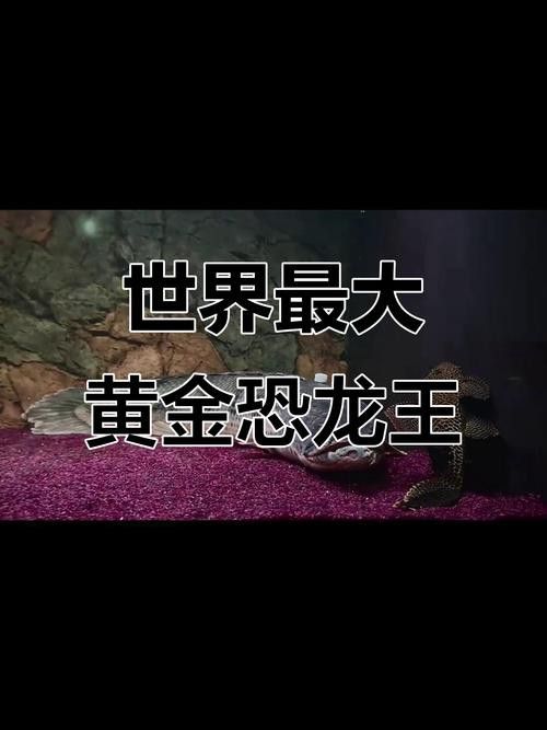 短身黃金恐龍王的價格是多少？