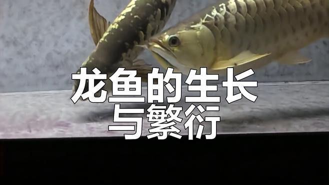 紅龍過背的繁殖方式是怎樣的？