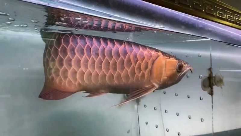 金龍魚鱗片發色過程 金龍魚鱗片發色過程 龍魚百科 第11張