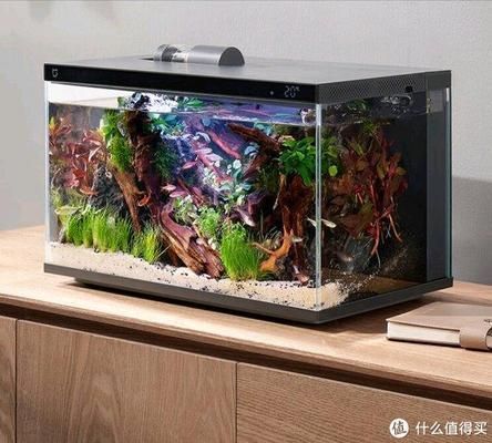 水族箱內魚類布局技巧：水族箱內魚類的布局技巧