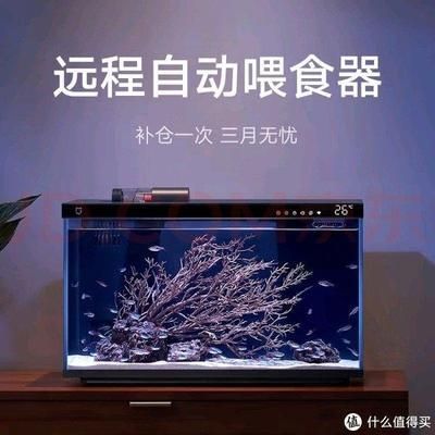 水族箱內魚類布局技巧：水族箱內魚類的布局技巧