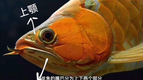 龍魚喂食視頻：如何正確喂養龍魚