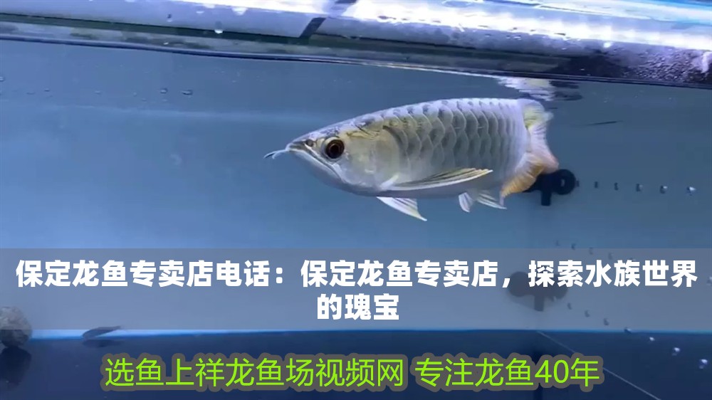 保定龍魚專賣店電話：保定龍魚專賣店，探索水族世界的瑰寶 保定龍魚專賣店電話：保定龍魚專賣店，探索水族世界的瑰寶 龍魚百科 第1張