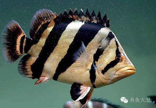龍魚老孫的水族用品店淘寶店鋪：北京龍魚老孫的水族用品 龍魚老孫的水族用品店淘寶店鋪：北京龍魚老孫的水族用品 龍魚百科 第5張
