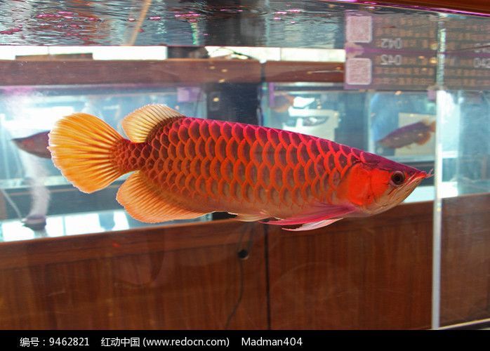 龍魚編號(龍魚品種及其對應的龍魚品種及其對應的編號方法及養殖要求) 龍魚百科 第2張 龍魚編號(龍魚品種及其對應的龍魚品種及其對應的編號方法及養殖要求) 龍魚編號(龍魚品種及其對應的龍魚品種及其對應的編號方法及養殖要求) 龍魚百科 第2張