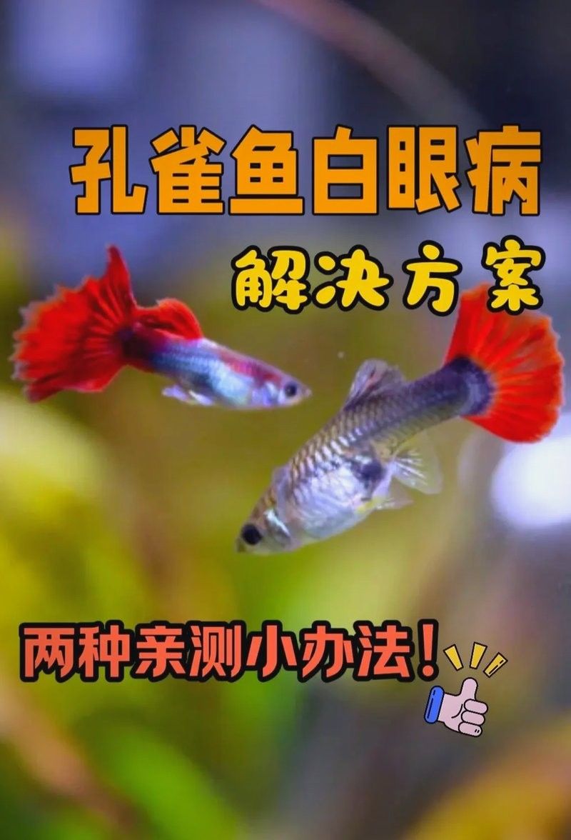 雷龍魚眼睛外凸治療期間需要停食嗎？