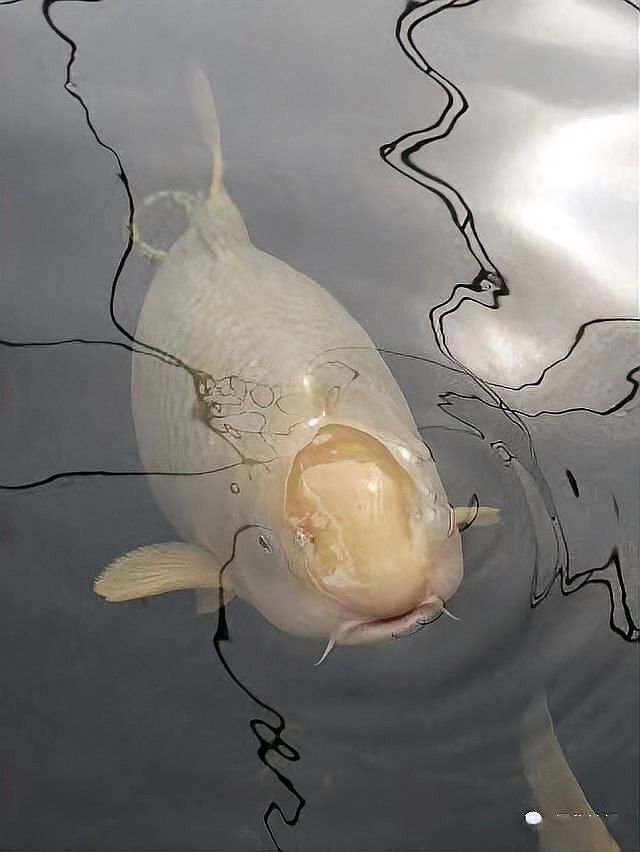 雷龍魚眼睛外凸治療期間需要停食嗎？