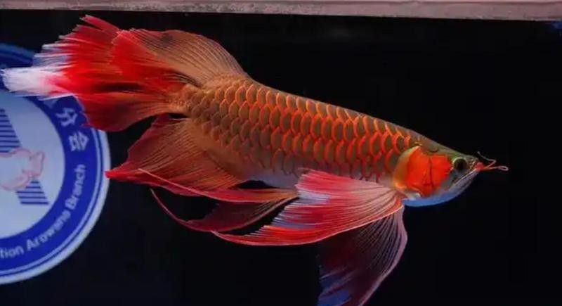 龍魚下嘴唇爛了怎么辦